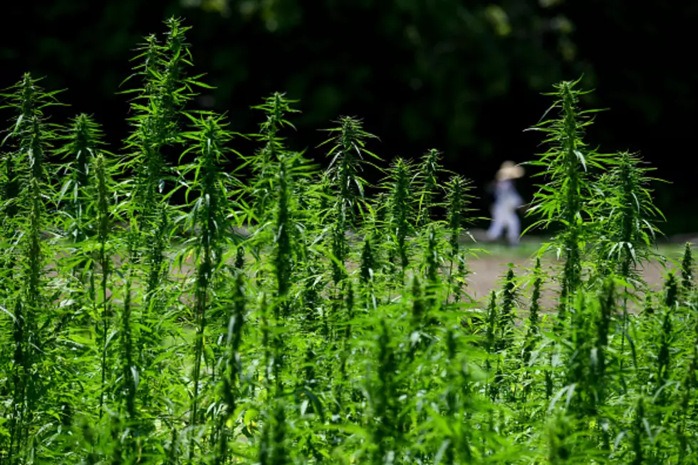 $15 Million of Green and Gold Weed Found in Wisconsin Forrest