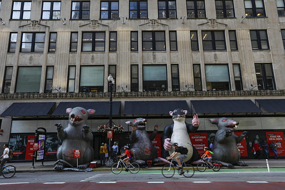 Chicago Is America’s ‘Rattiest City’ Once Again