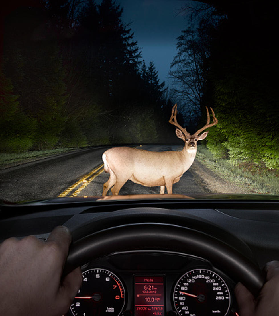 Deer Mating Season Makes Illinois Travel Dangerous