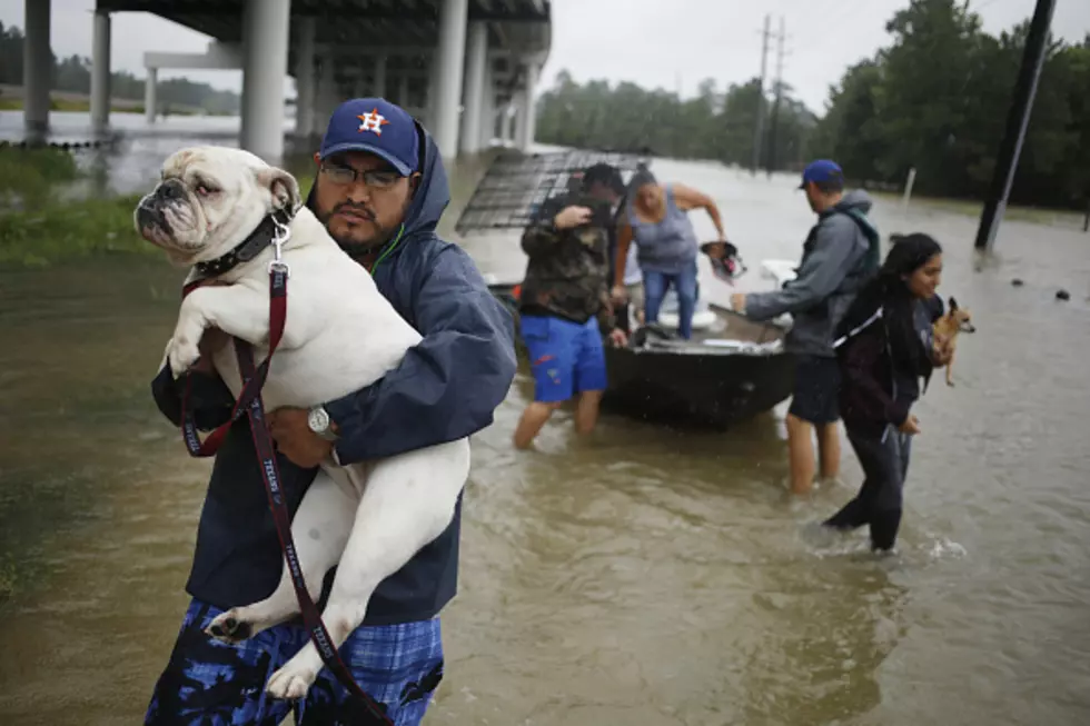 Noah’s Ark Takes In 31 Dogs From Texas Flooding