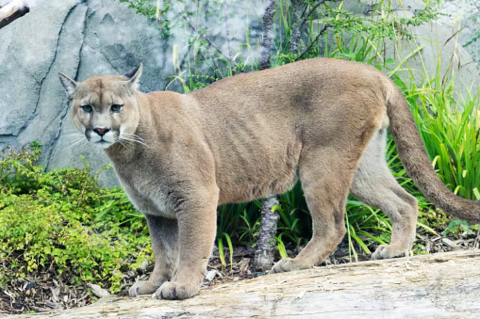 Hecker, Illinois Residents Spot Possible Mountain Lion