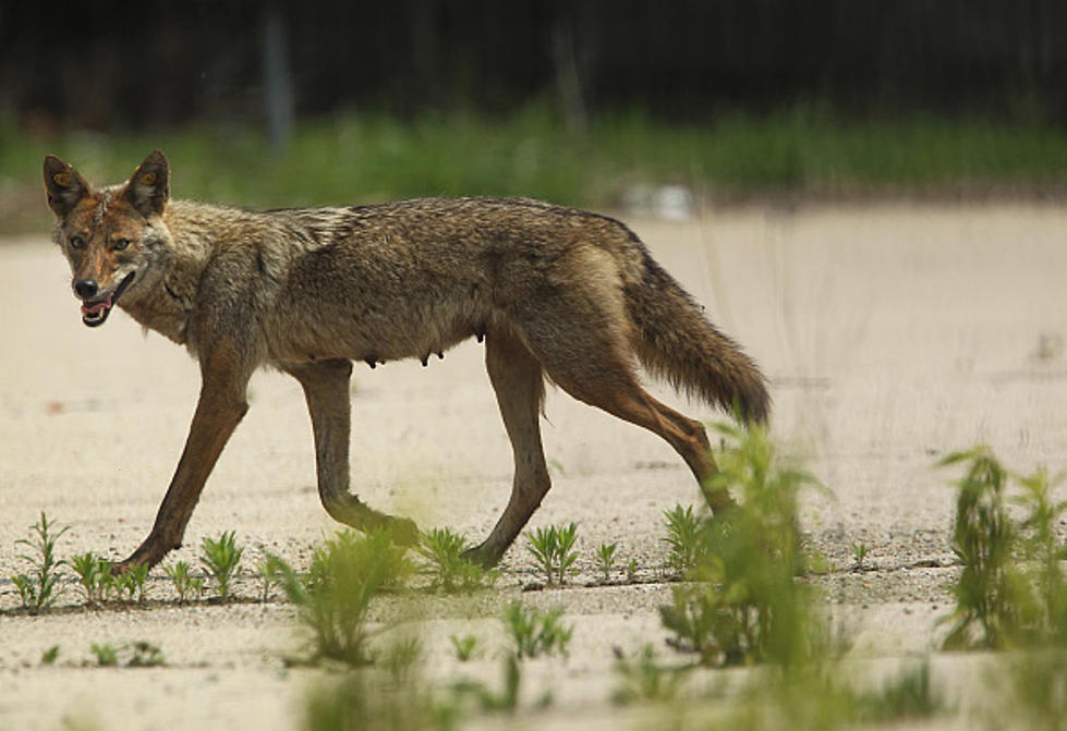 Take A Look At These Coyotes Running Around Chicago