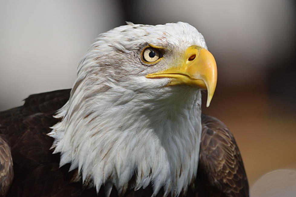 IDNR Investigates Taking Of Winnebago County Bald Eagle