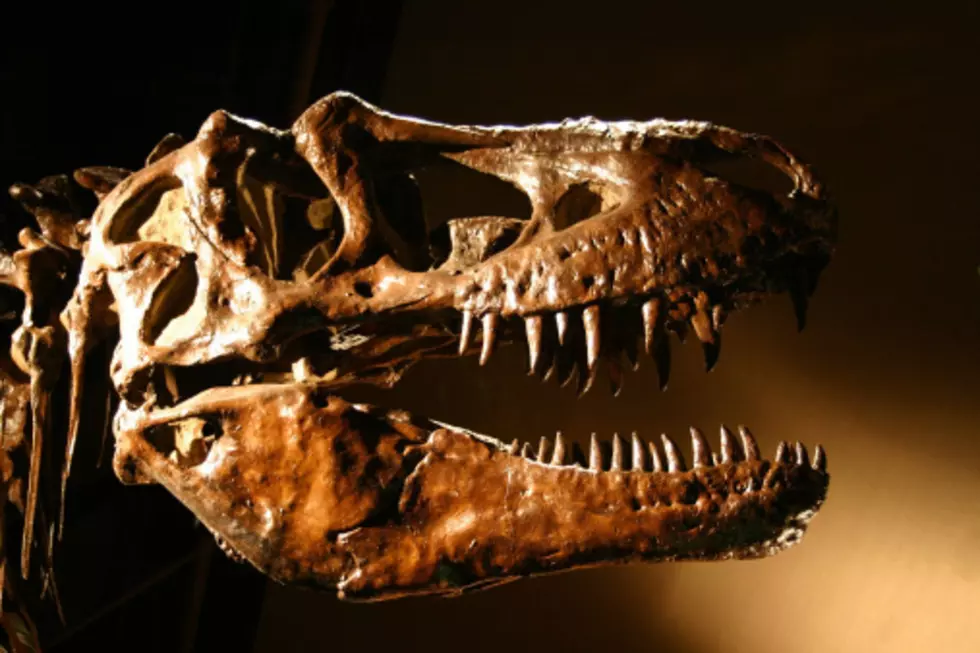 PaleoFest Is This Weekend at Burpee Museum