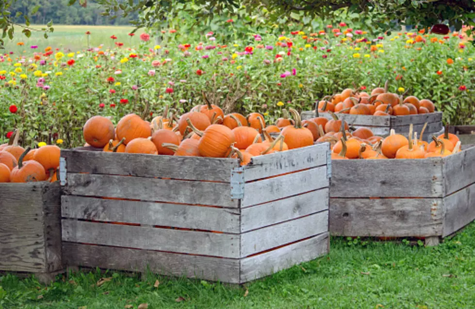 Not To Be Trendy, But Illinois Is The World&#8217;s Pumpkin Capital