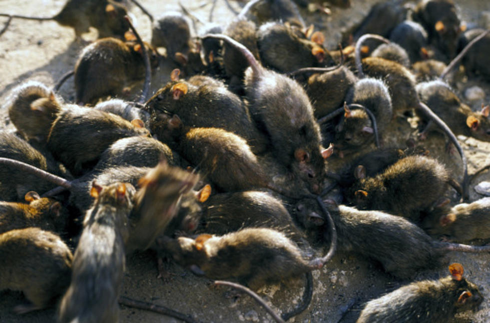Chicago Is Named “Most Rat-Infested City” For 6th Straight Year