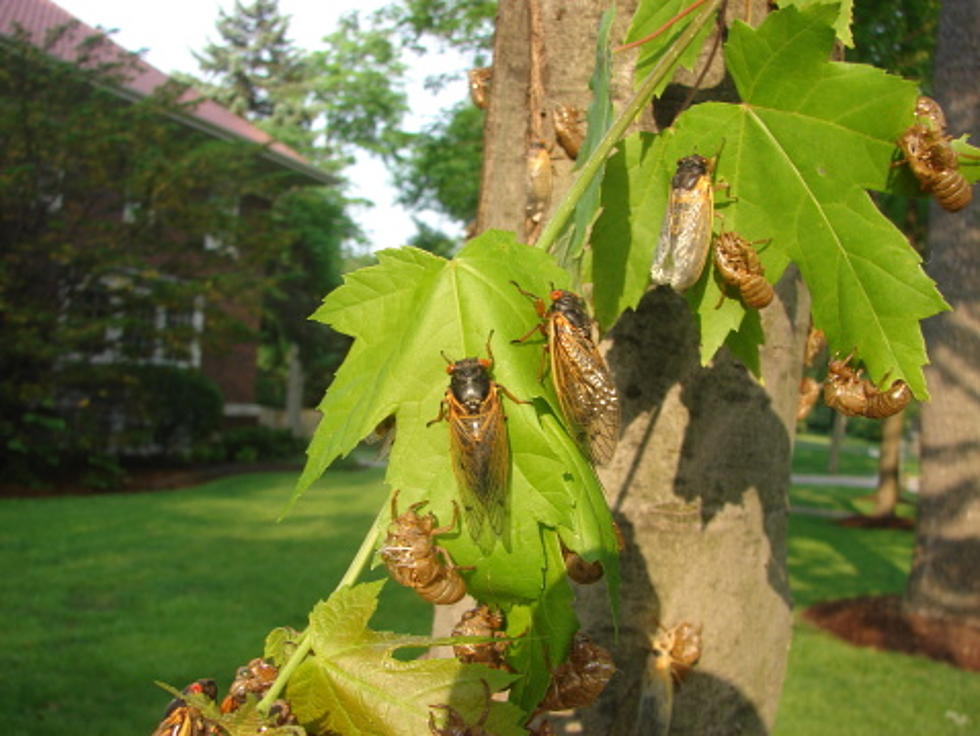 17-Year Cicadas Will Be “Popping Up” By The Billions In May