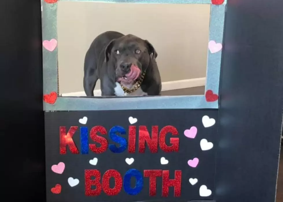 Doggie Kissing Booth Opens Up In Rockford