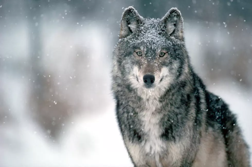 Wolf Hunting/Trapping Season Is Underway In Wisconsin