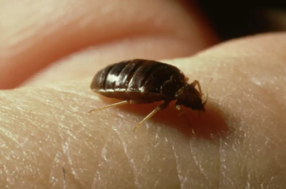 Chicago’s Latest Award: Bed Bug Capital Of America
