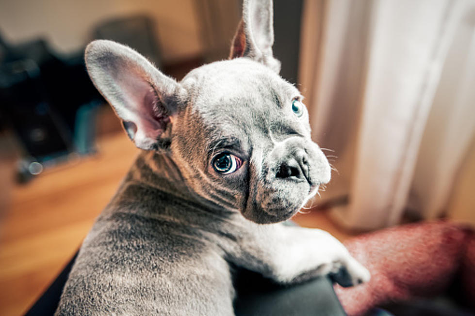French Bulldog Named 2nd Most Popular In US, What About Illinois?