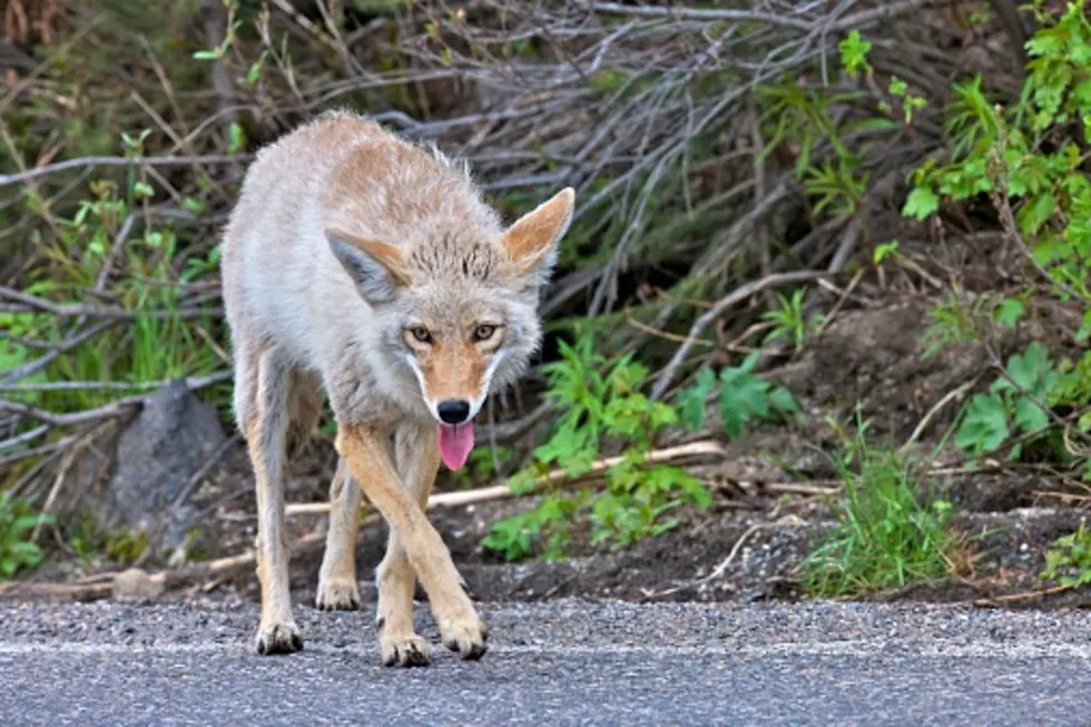 It’s Coyote Mating Season In Illinois, So Guard Your Pets