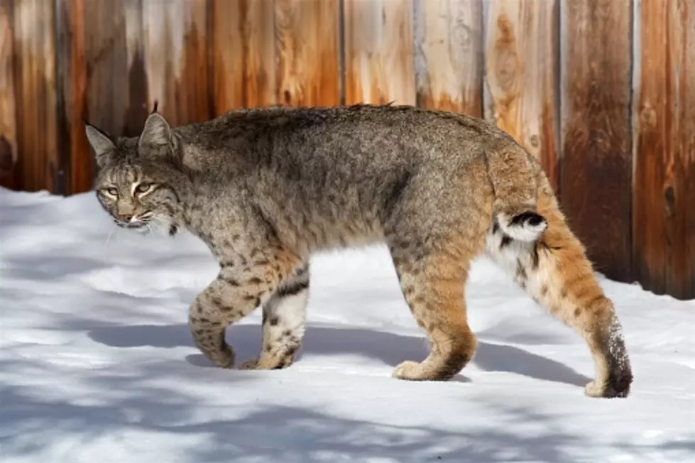 Met Any Bobcats Lately? Illinois&#8217; Population Is Growing