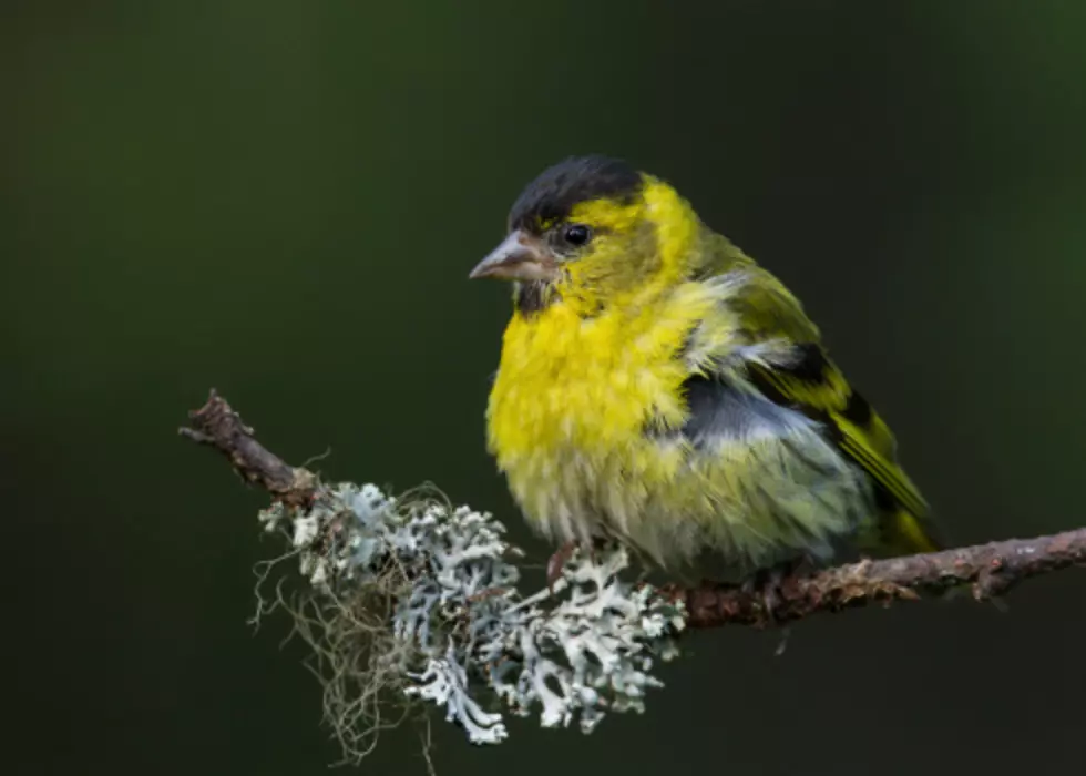 Salmonella Outbreak Not Linked To Food, But To Songbirds