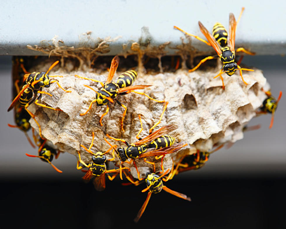 It’s Wasp Season In Rockford, Here’s Why You Shouldn’t Kill Them