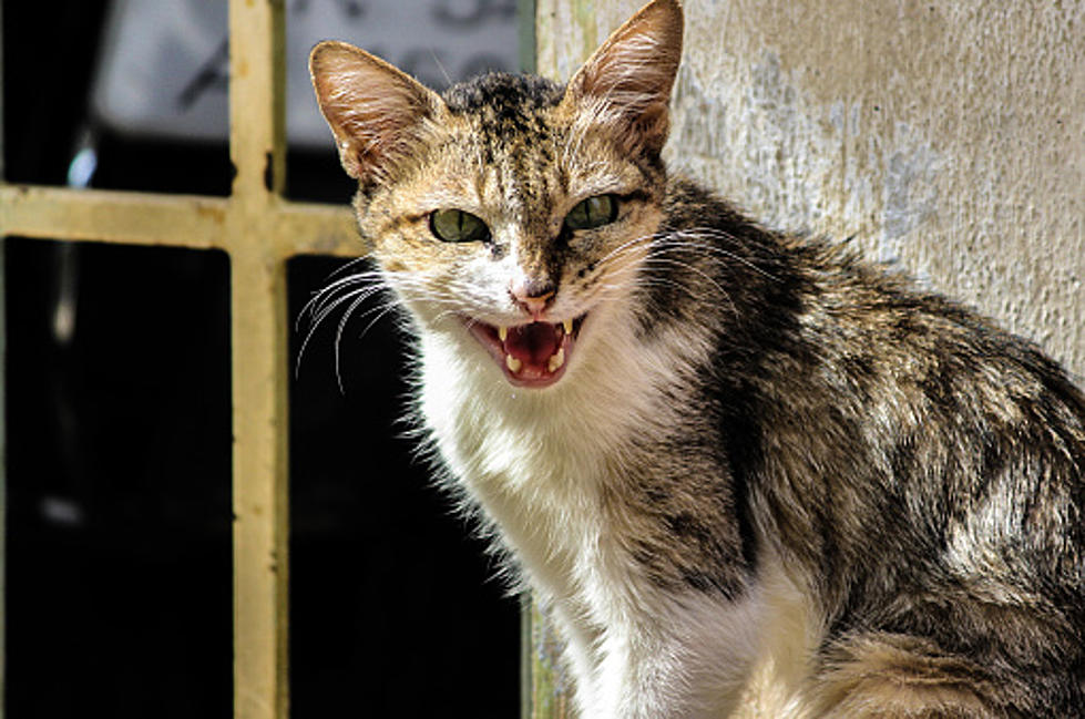 Chicago Is Putting Feral Cats To Work On Rat Problems