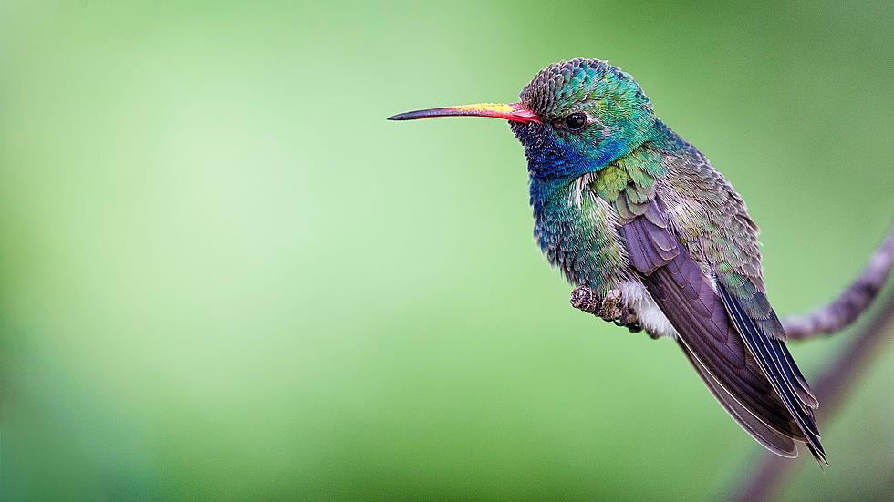 Lost Hummingbird 1,000s Of Miles From Home Spotted In Illinois