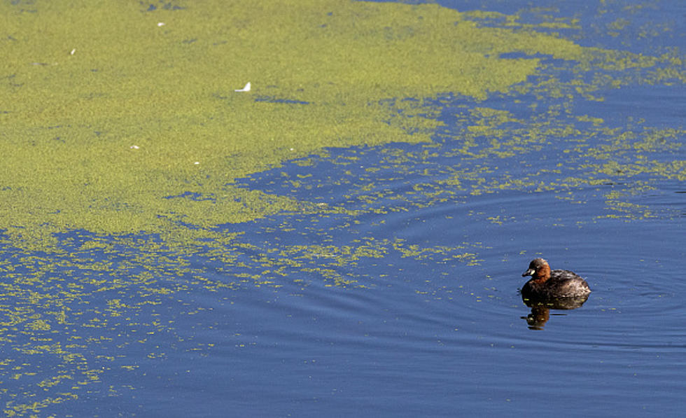 Deadly Algae That Can Kill Your Dog Is Growing In Illinois Lakes