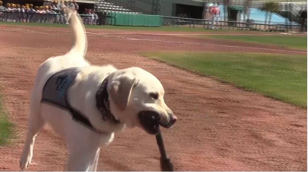 Chicago Cubs Minor League Squad Adds Dog To Roster