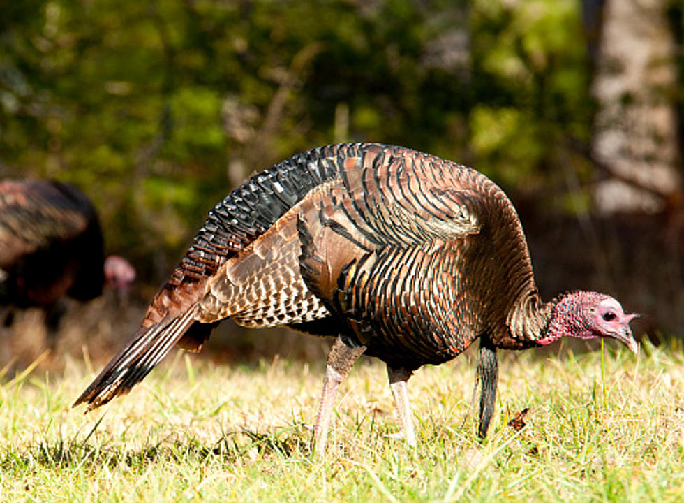 Rockford Seems To Be Crawling With Wild Turkeys