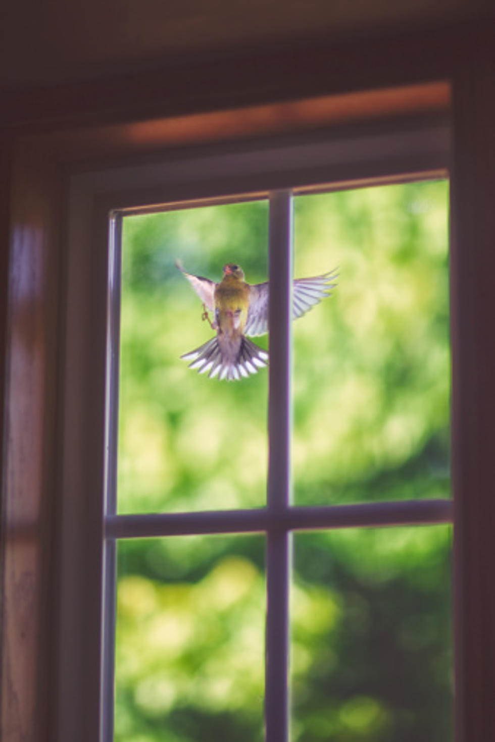 Rockford Area Birds Are Smashing Into Windows Like Crazy
