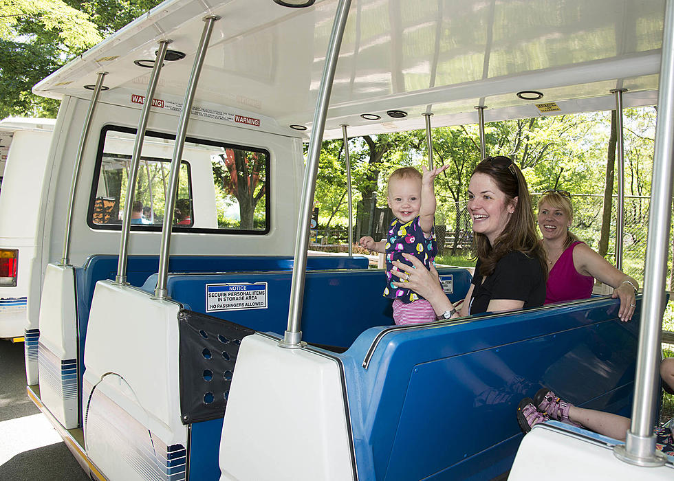 Motor Safari Returns To Brookfield Zoo, BEST Way To See Animals