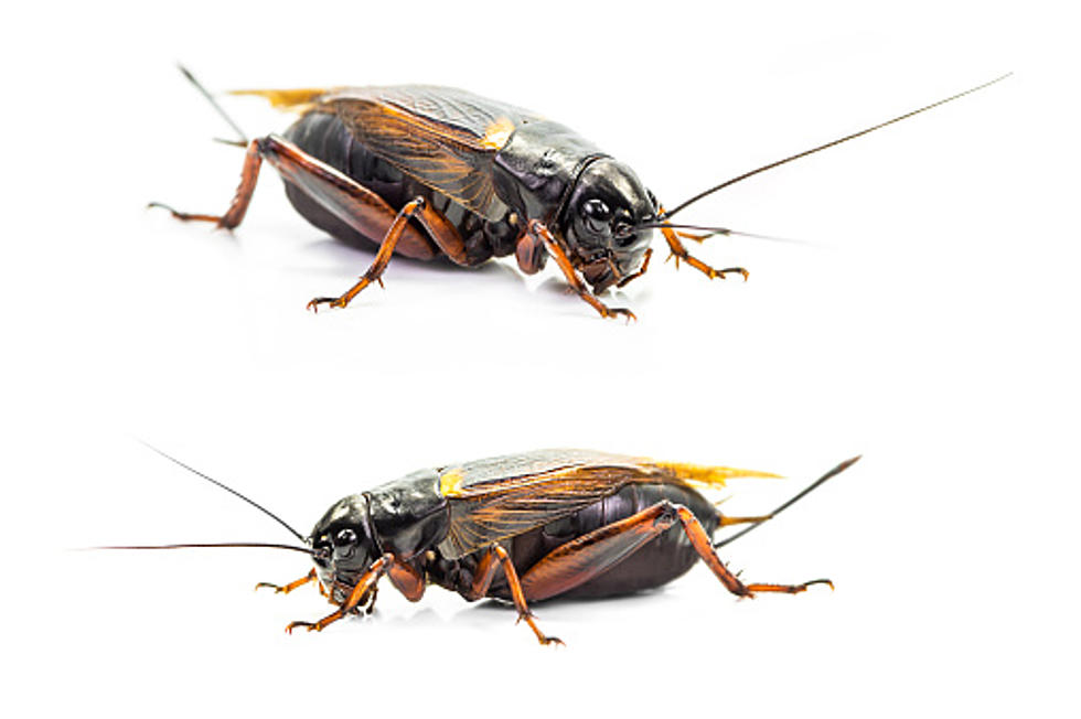 Here’s Why Rockford’s Crickets And Cicadas Are So Loud Lately