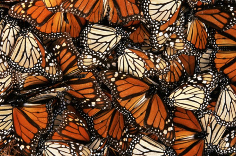Migrating Monarchs May Be Hitting Rockford Next Week