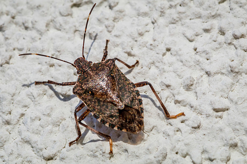 Illinois Stink Bugs Are Back, Here’s How To Keep Them Out