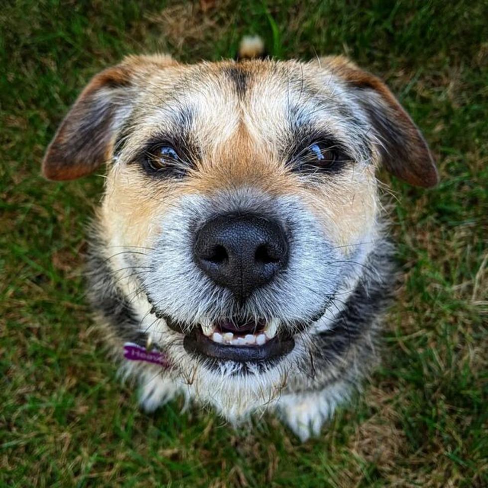 St. Charles Pooch Named “World’s Cutest Rescue Dog”