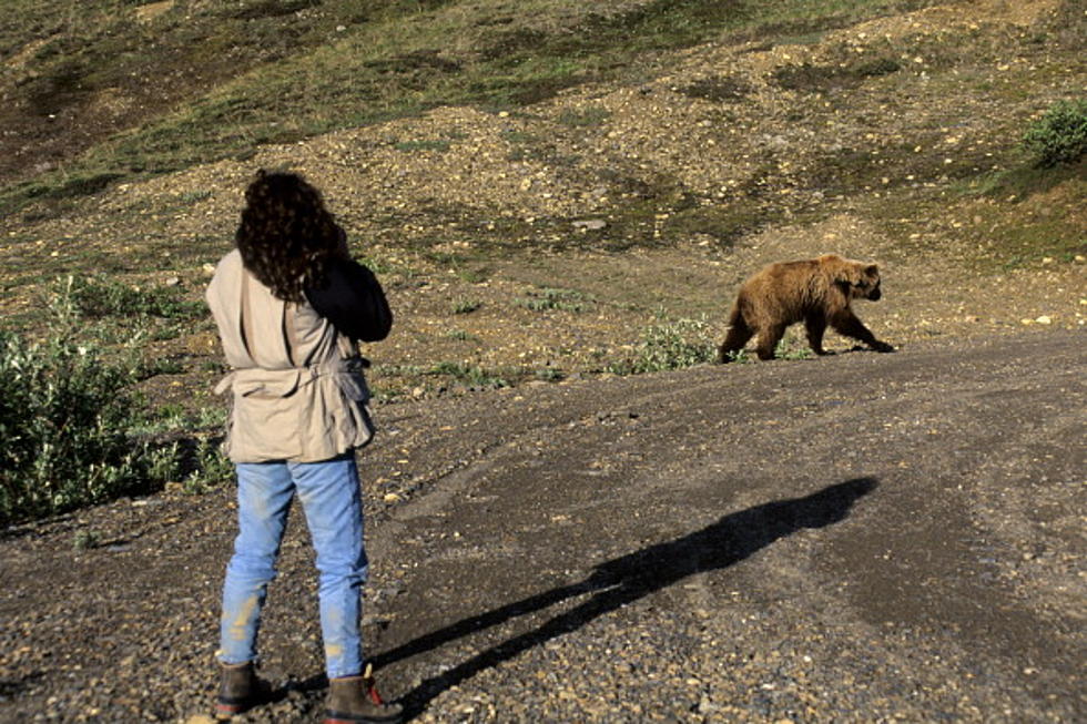 Illinois Woman Is Going To Jail For Messing Around With Grizzly Bears