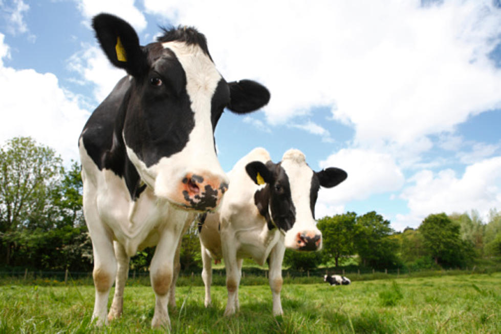 Midwestern Cow Tipping Is A Myth, According To Scientists