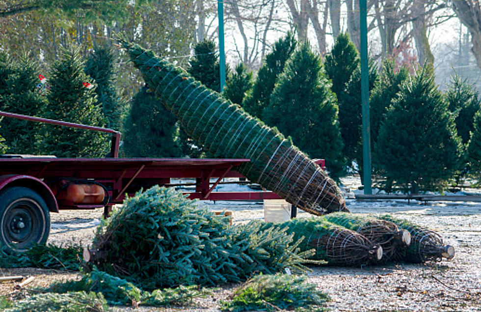 Is There Really A Christmas Tree Shortage In The Rockford Area?