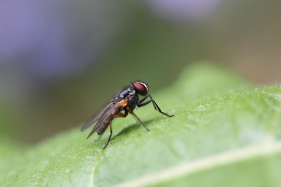 Illinois Farm Is Cultivating The Protein Of The Future: Flies