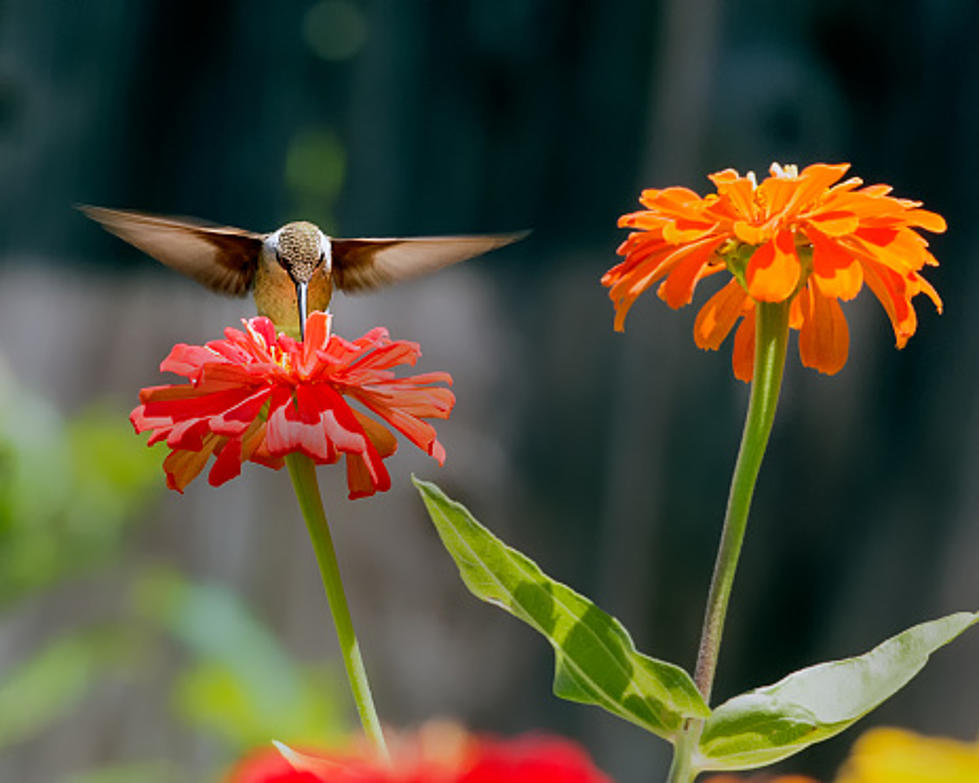 Hummingbirds Leave Their Winter Homes For Illinois This Month