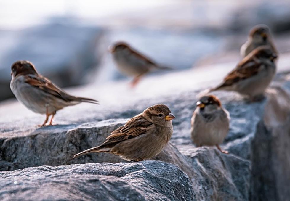 Skokie, Illinois Residents Are Upset Over Proposed “Bird-Killing Tower”