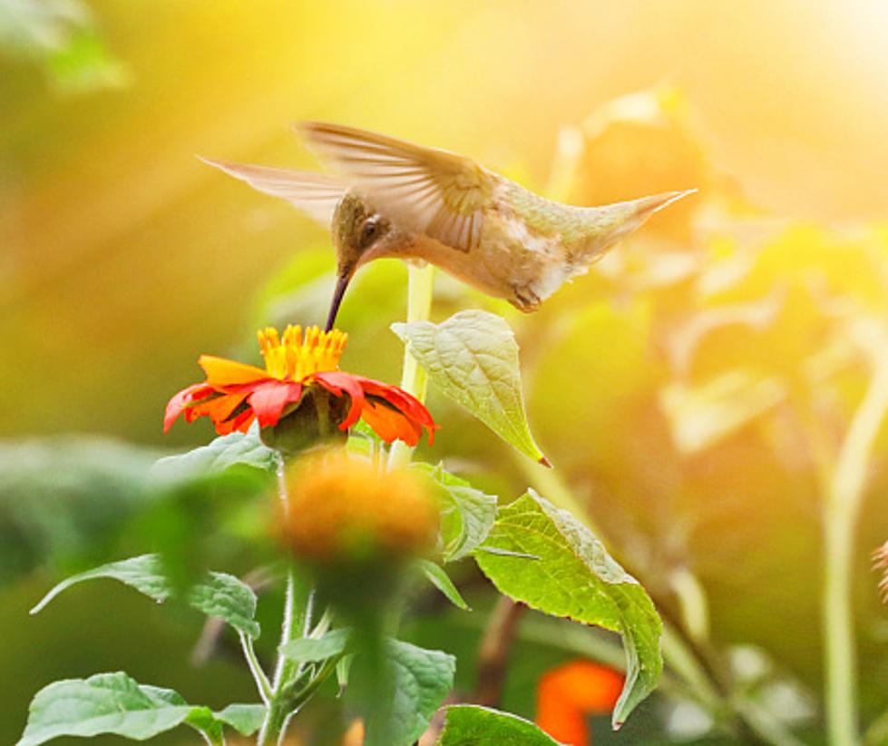 Hummingbirds Leave Their Winter Homes For Illinois This Month