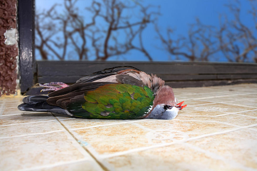 Skokie, Illinois Residents Are Upset Over Proposed “Bird-Killing Tower”