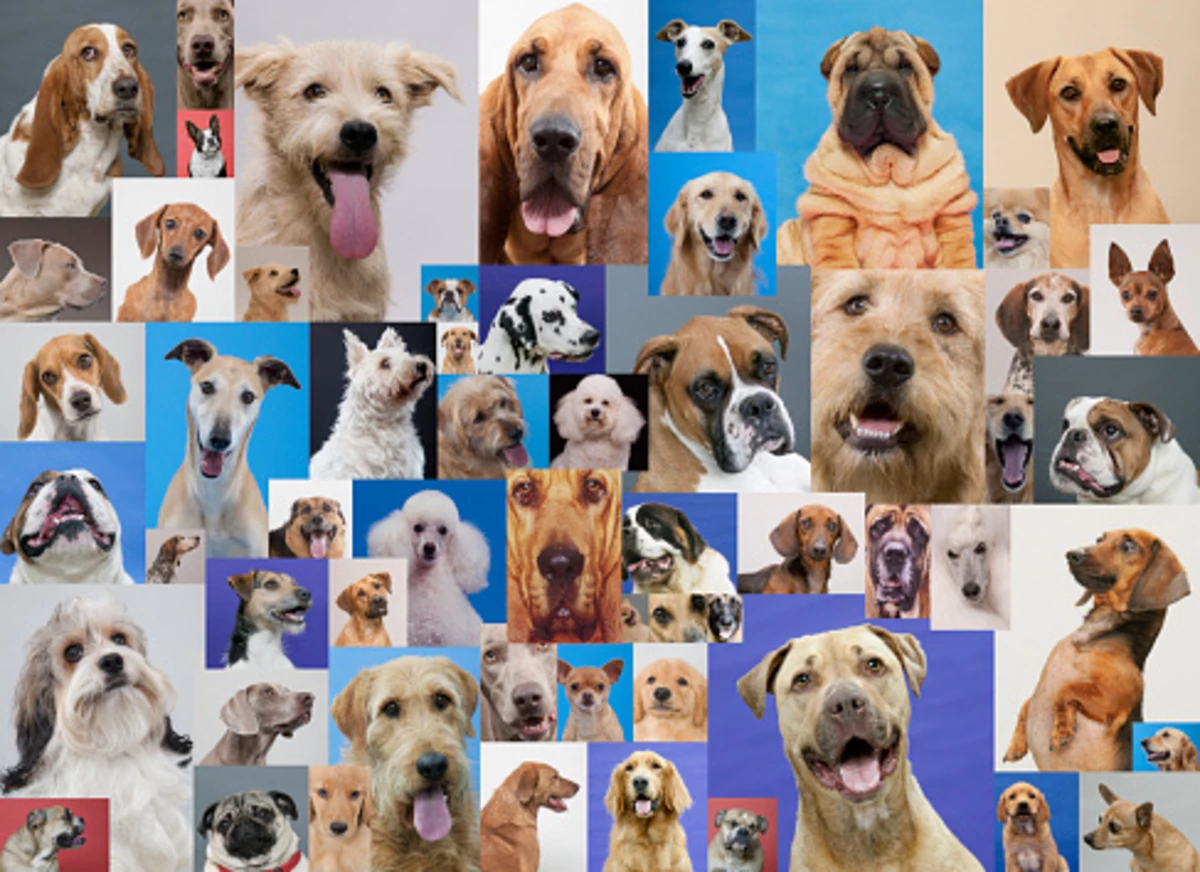The AKC Most Popular Dog List Is OutWhat’s Illinois’ Pick?