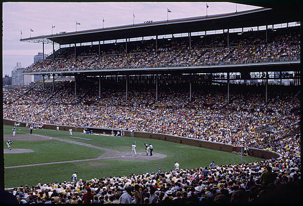 This is the story of Wrigley Field's iconic ivy, making up one of the , Wrigley  Field
