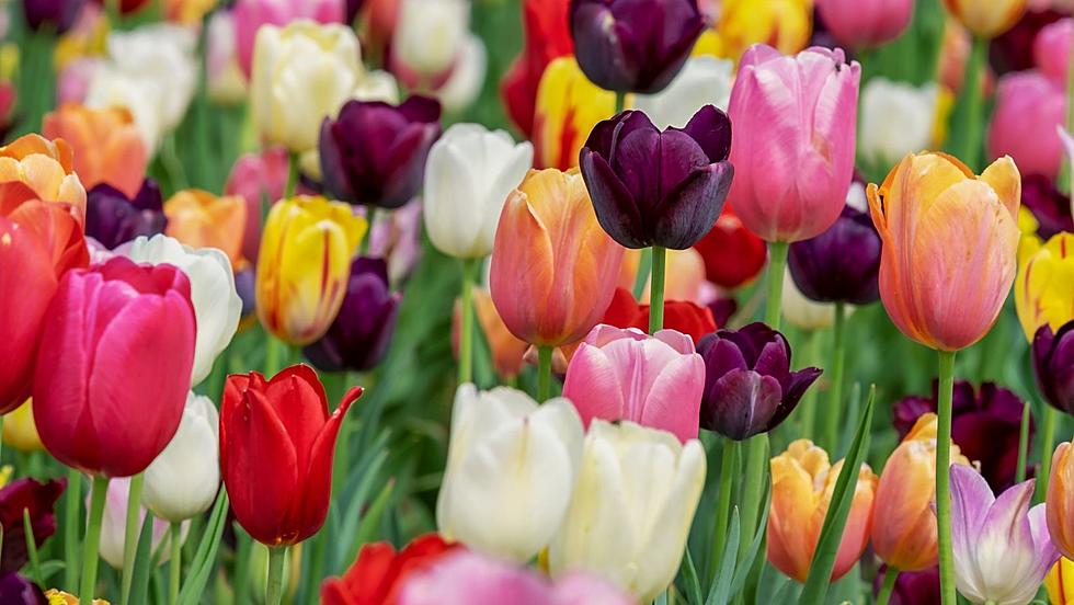 Illinois Farm Boasts Over 500,000 Tulips In Kaleidoscope Display