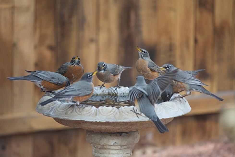 Illinois Says Take Down Bird Feeders/Baths ASAP–Here’s Why