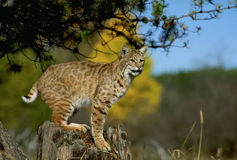 Start Seeing Bobcats: Illinois' Population Of Them Has Grown