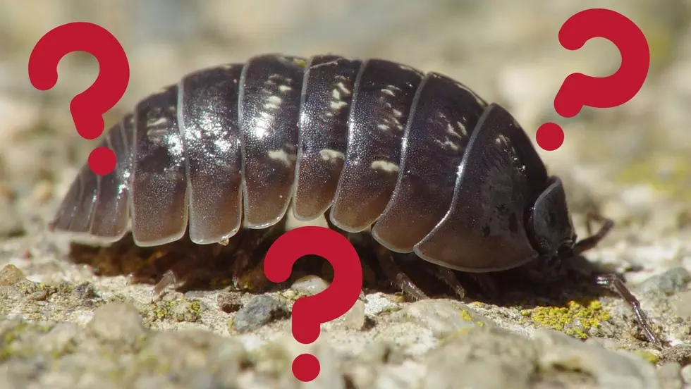 Roly-Poly Or Pillbug: What Do You Call These Illinois Crustaceans?
