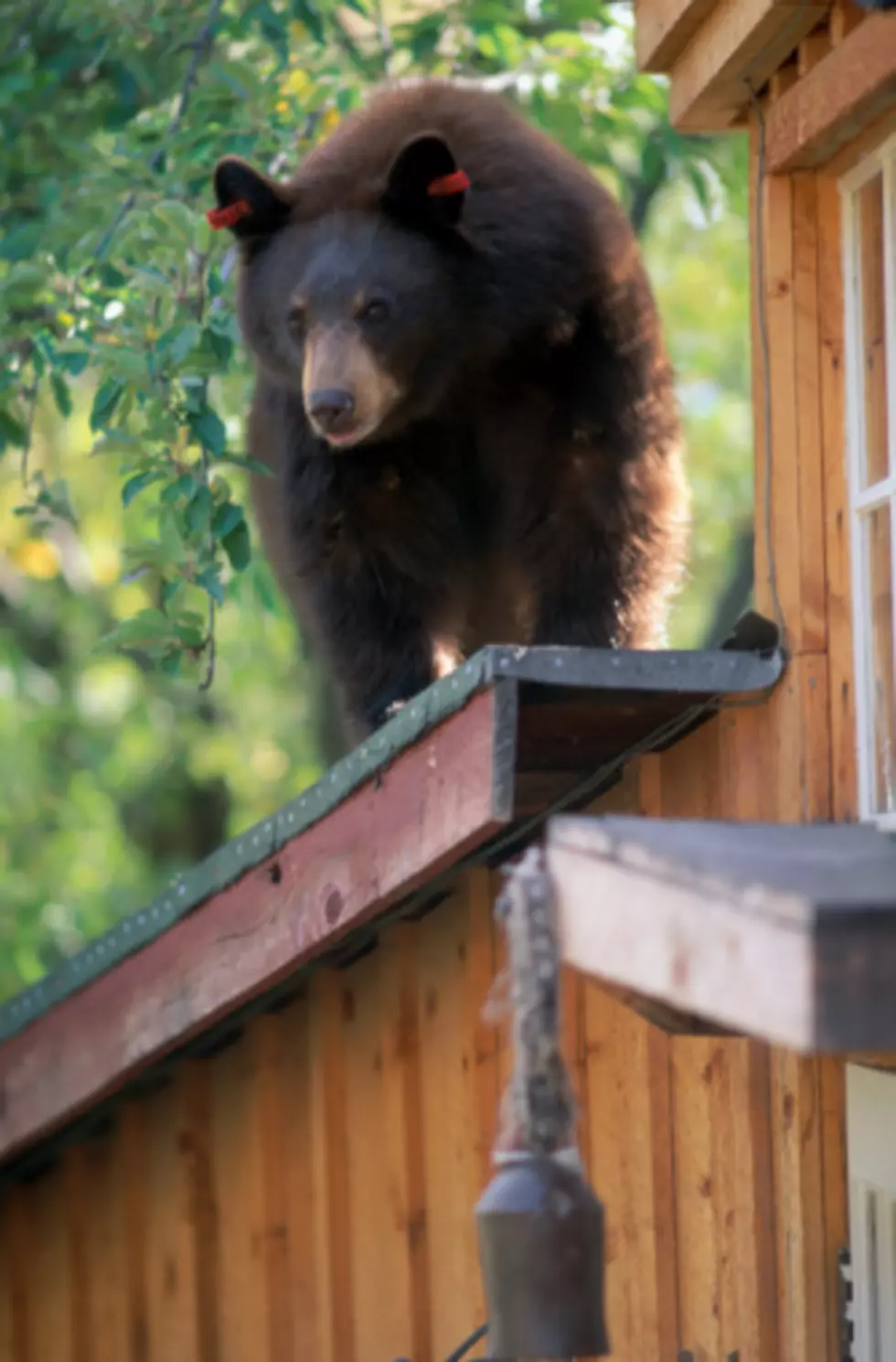 Wisconsin Couple Attacked By Bear That Charged Through Window