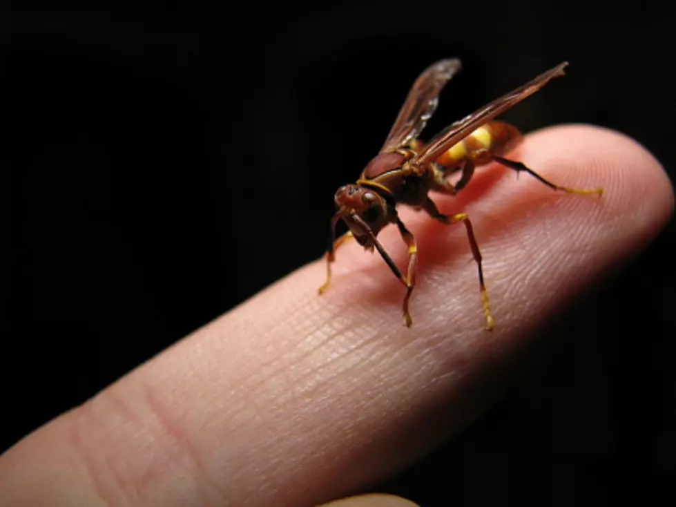Illinois’ Wasps Are Back–Here’s Why You Shouldn’t Kill Them