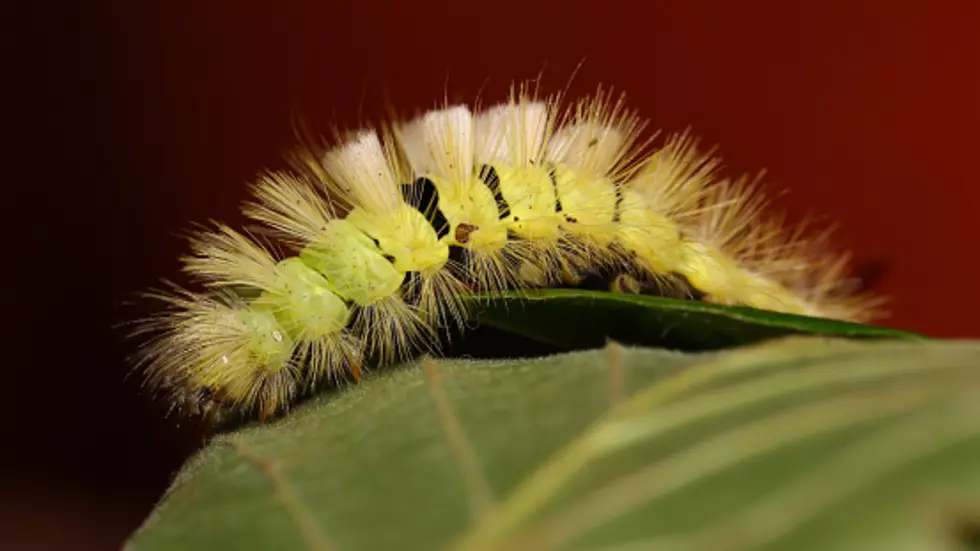 Whatever You Do, Don't Touch This Illinois Creepy-Crawly