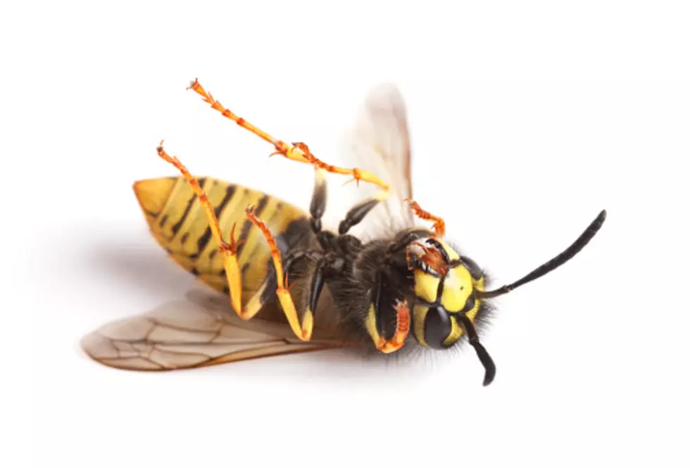 Illinois&#8217; Wasps Are Back&#8211;Here’s Why You Shouldn’t Kill Them