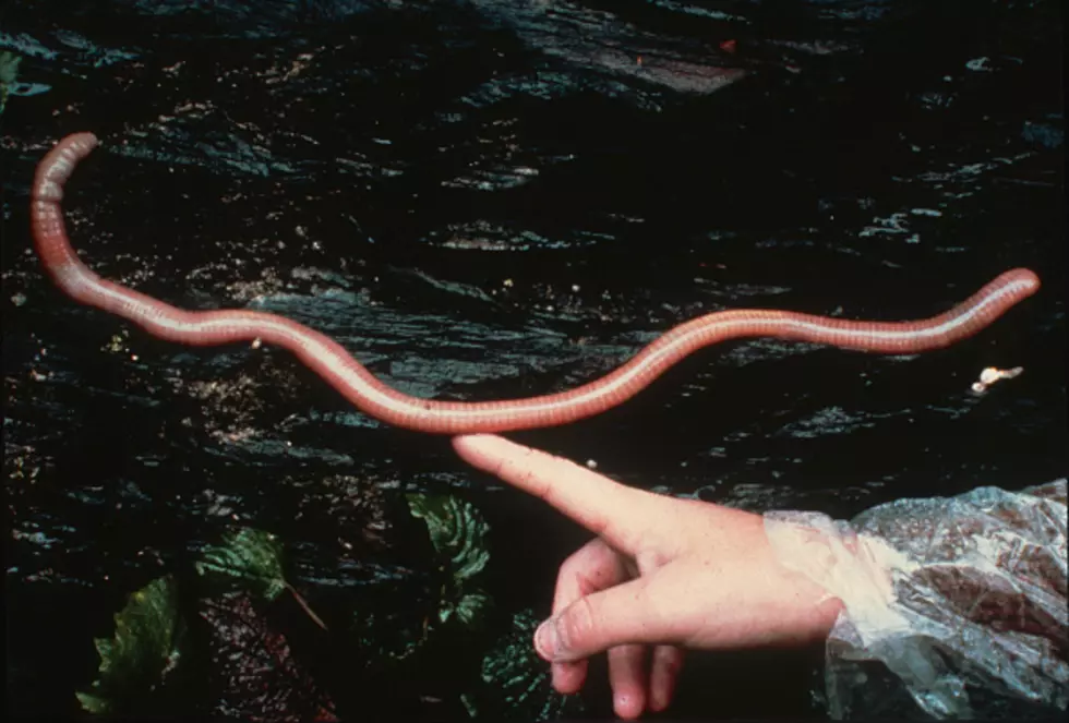 Illinois Is Being Invaded By Worms That Jump A Foot In The Air