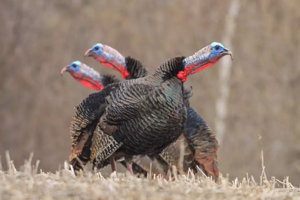 Why Does Rockford Seems To Be Crawling With Wild Turkeys?